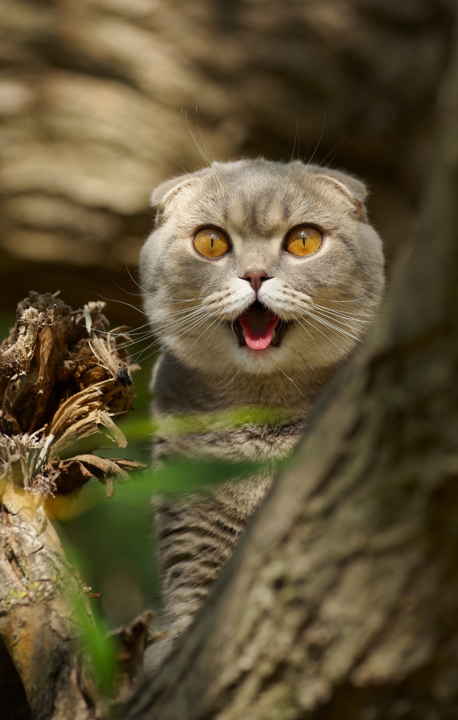 Шотландская вислоухая кошка
