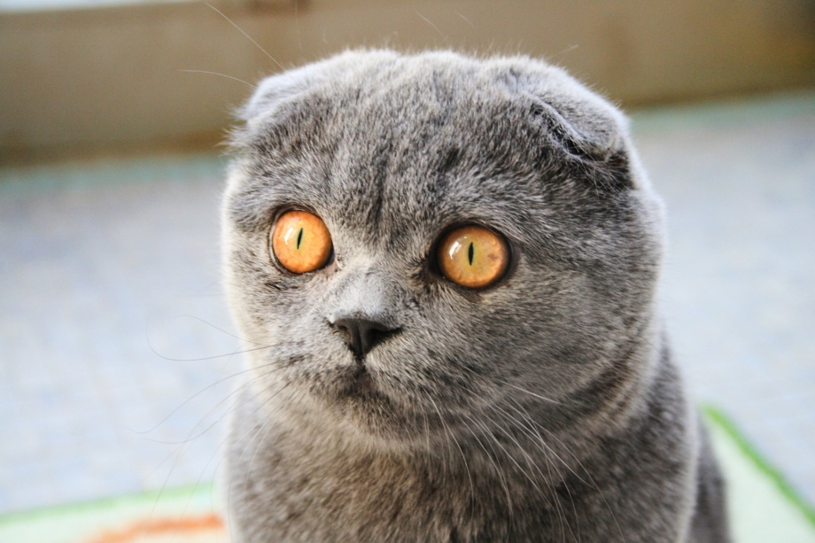 Шотландский вислоухий кот сидит