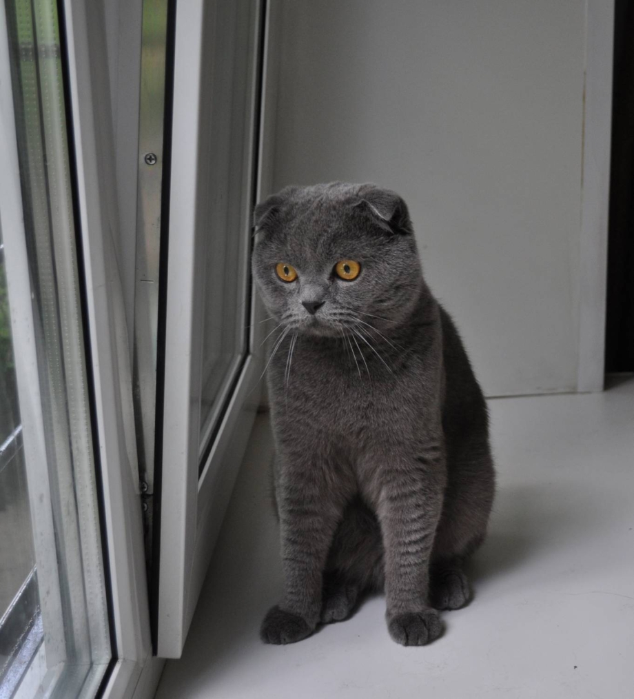 Кот в стакане