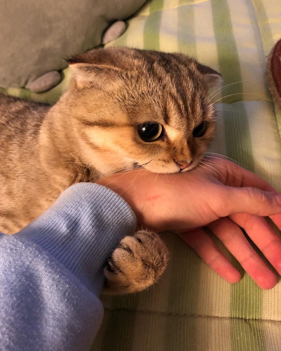 Злой британский кот