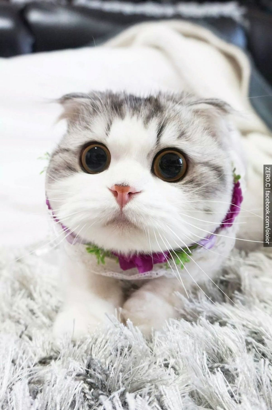 Шотландский кот удивленный