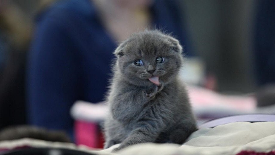 Смешной милый кот