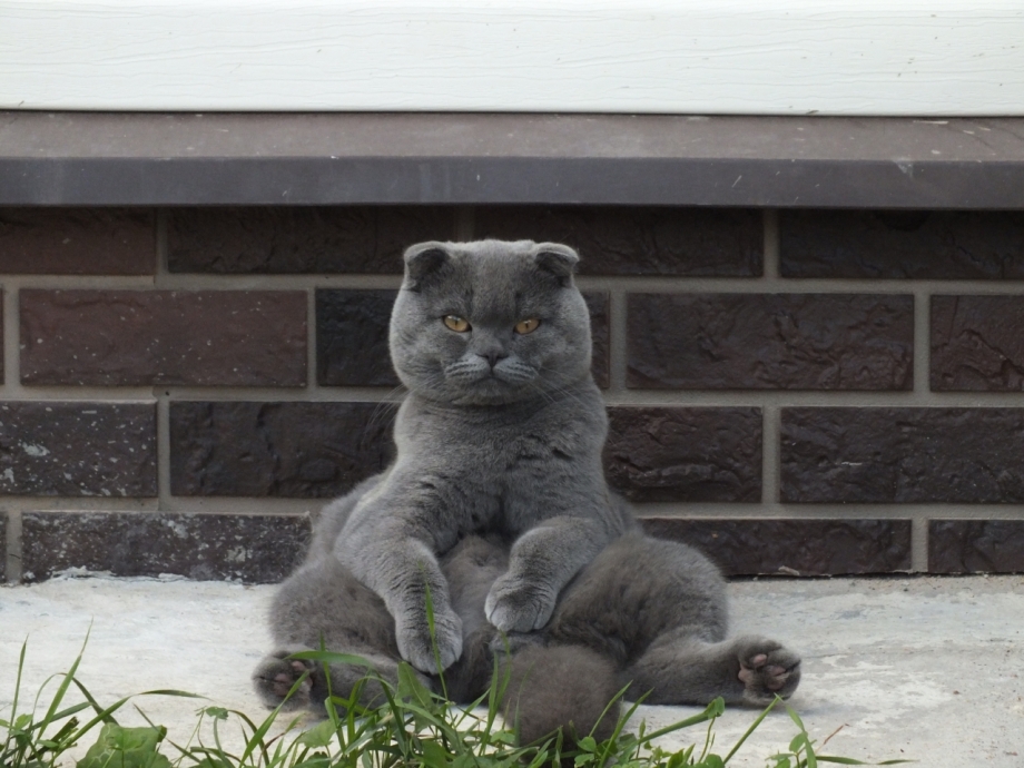 Сидячий кот