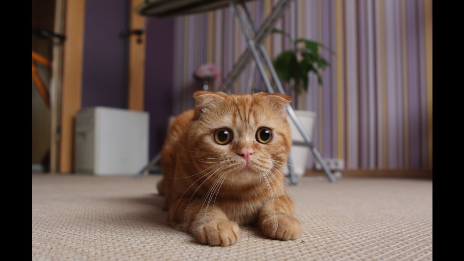 Глаза шотландских кошек