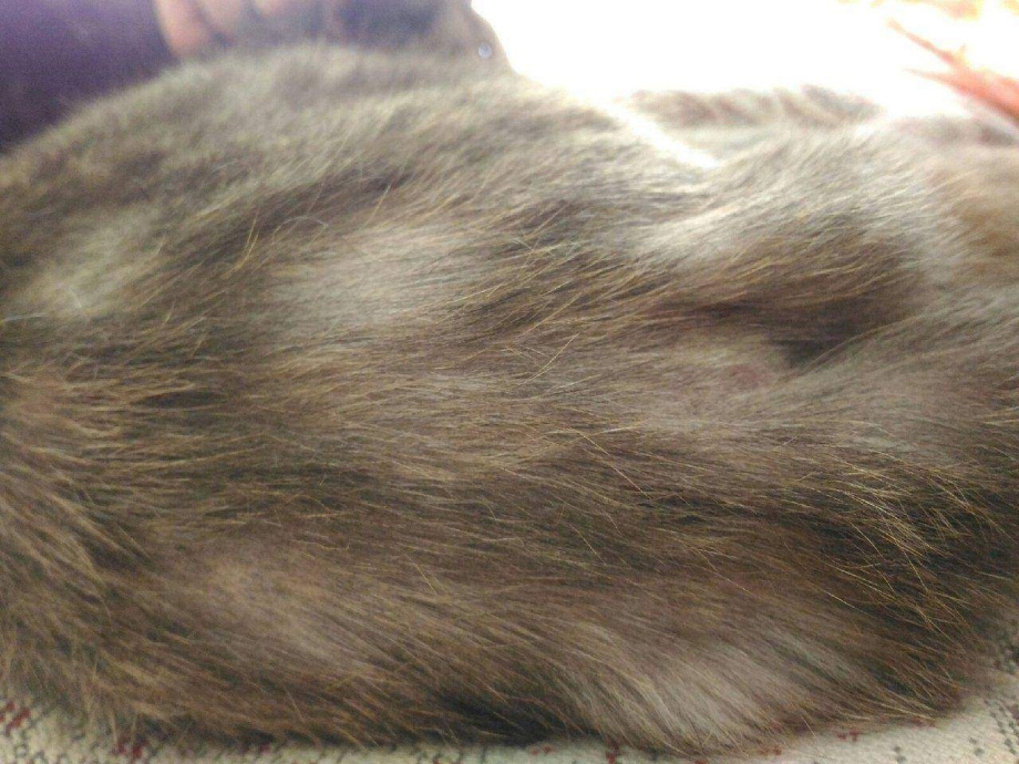 У кота на лапе проплешина
