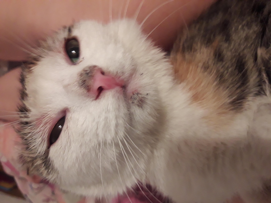 У котёнка на ушках залысины