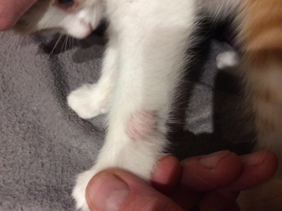 У котенка на голове залысины