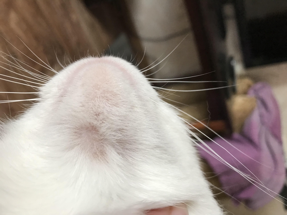 Залысины у котенка на лапах