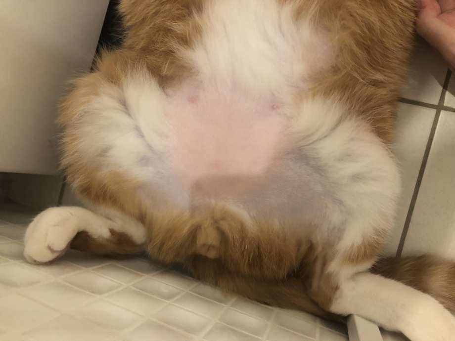 Кошка слизывает шерсть