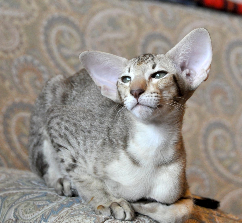 Серый ориентальный кот