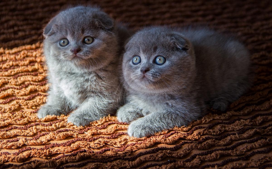 Шотландские вислоухие котята