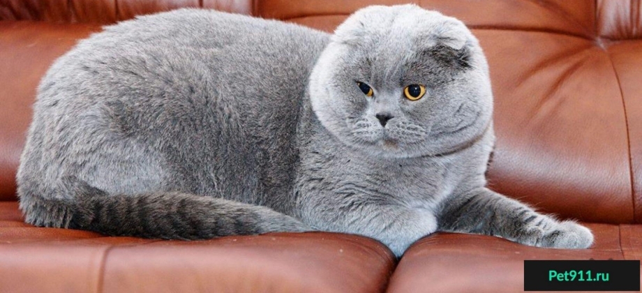 Кошки Шотландские вислоухие серо голубые