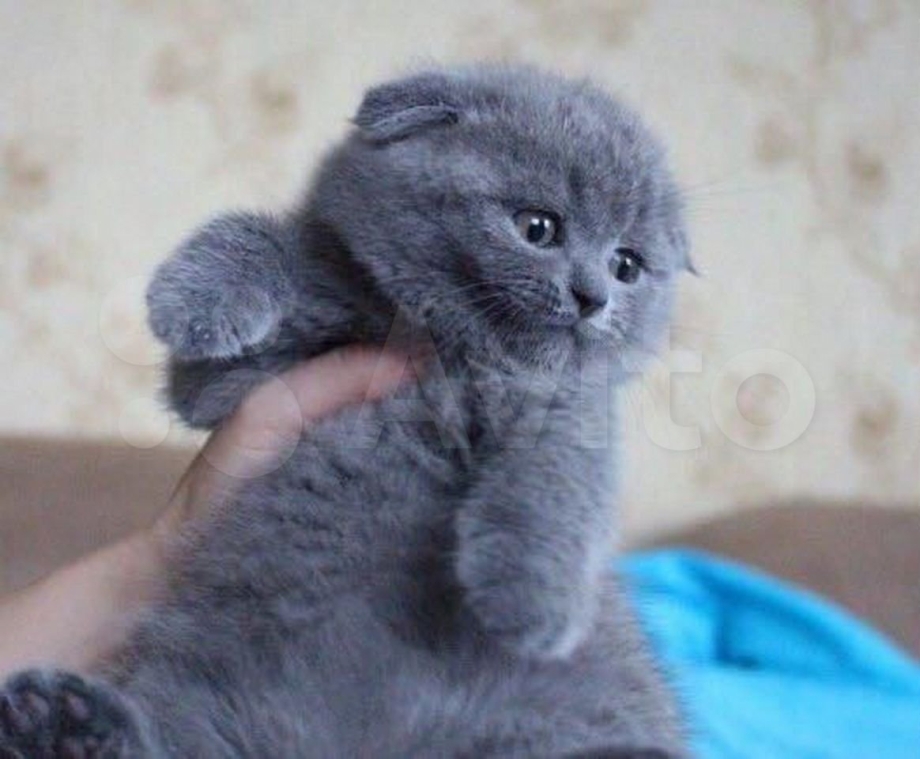 Шотландский вислоухий котенок голубой