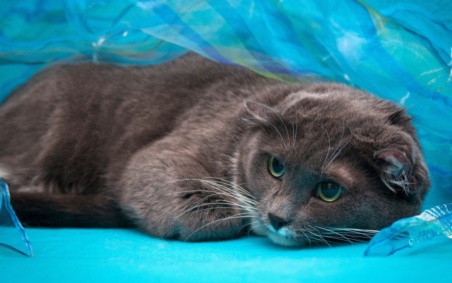 Русская голубая кошка + шотландский вислоухий кот