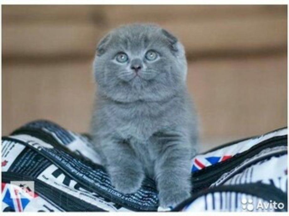 Шотландская кошка