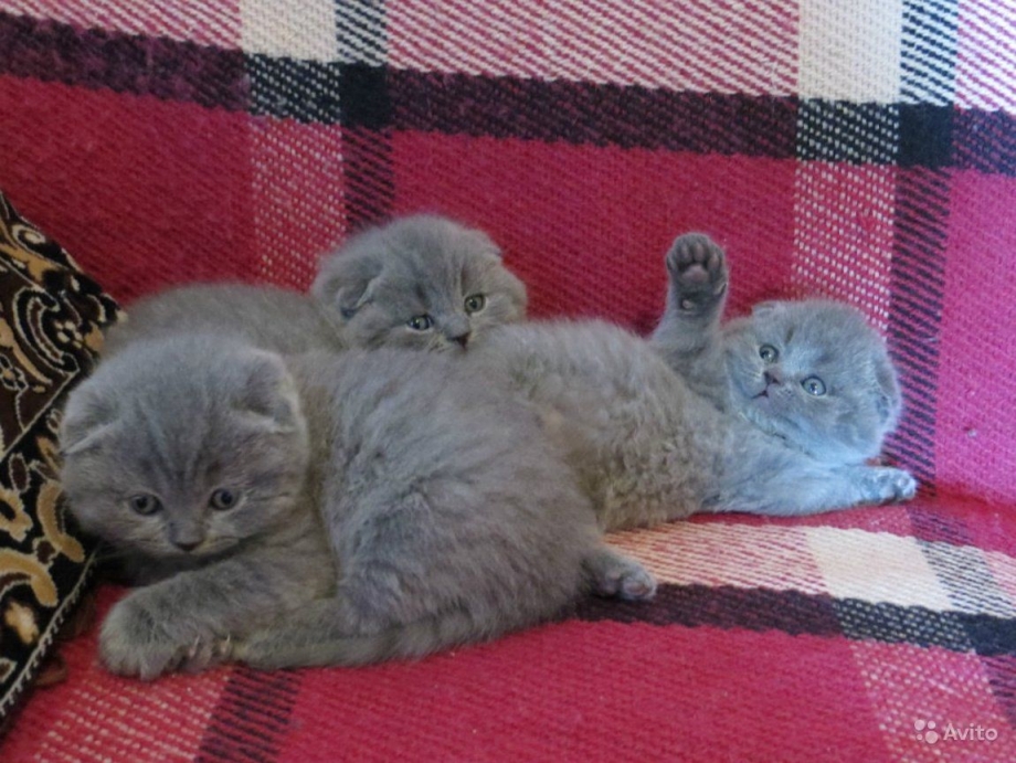 Шотландский вислоухий котенок голубой