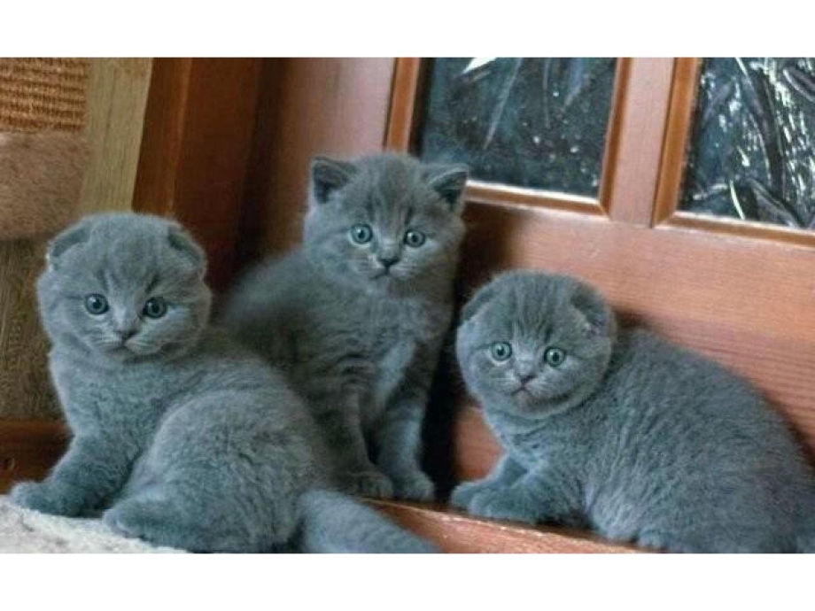 Шотландские голубые прямоухие и вислоухие котята