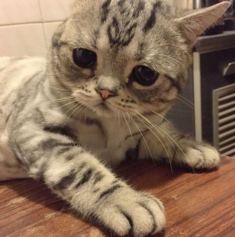 Коты Луху