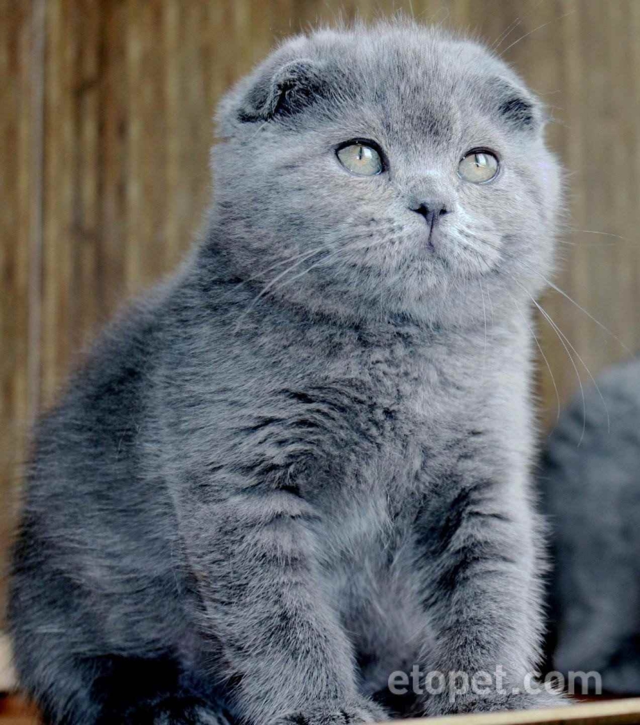 Шотландская вислоухая кошка