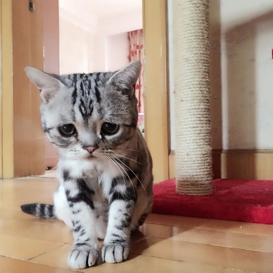 Кошка породы Луху