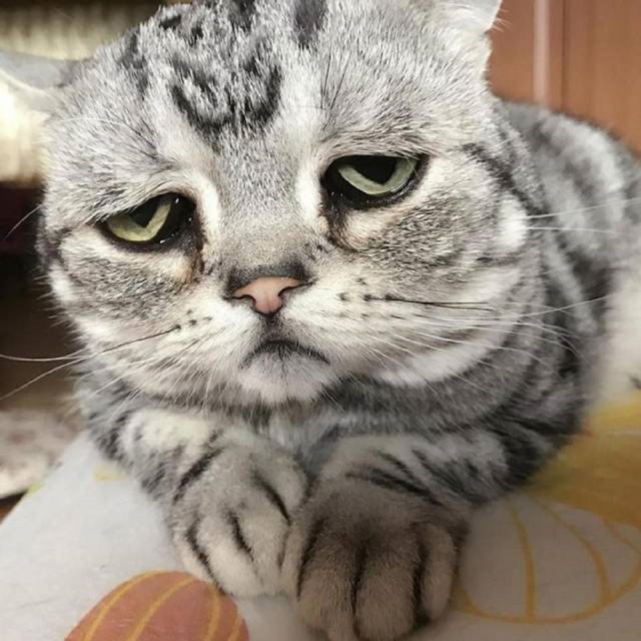 Луху кошка