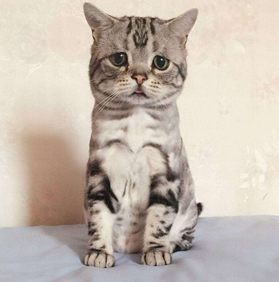 Кошка породы Луху