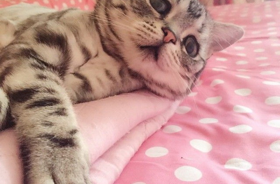Коты Луху