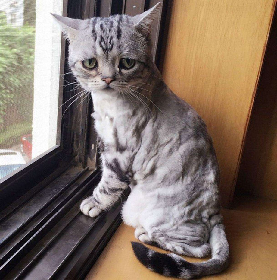 Жалкая кошка