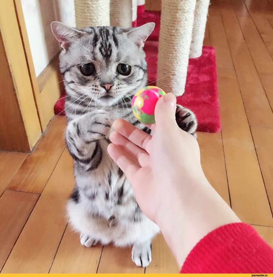 Грустный кот Луху