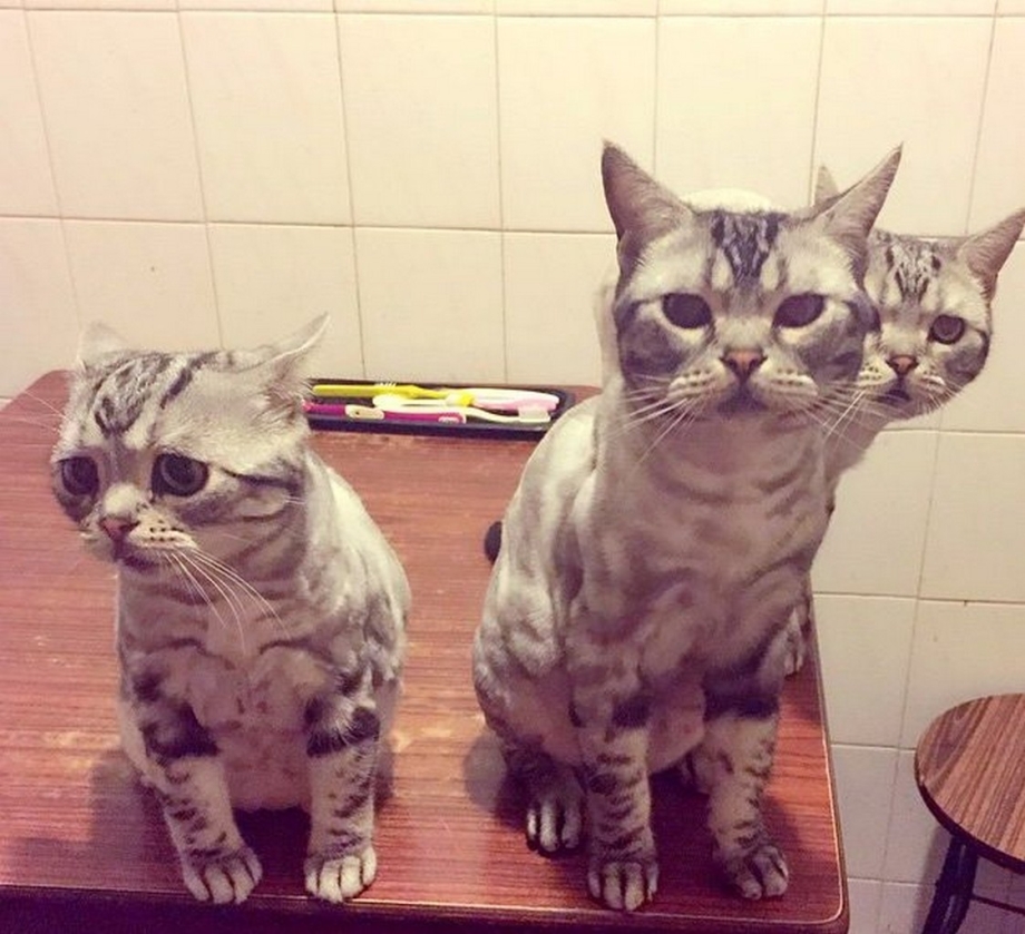 Кошка пессимист Луху