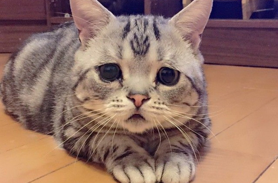 Печальный котик