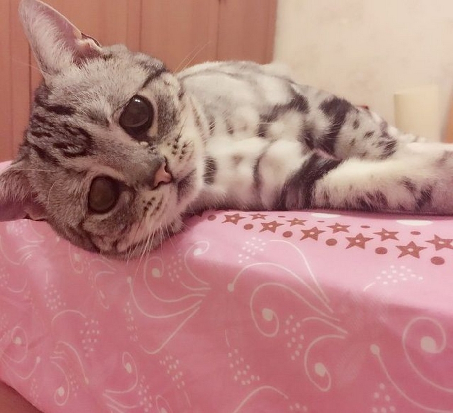 Унывающий котик