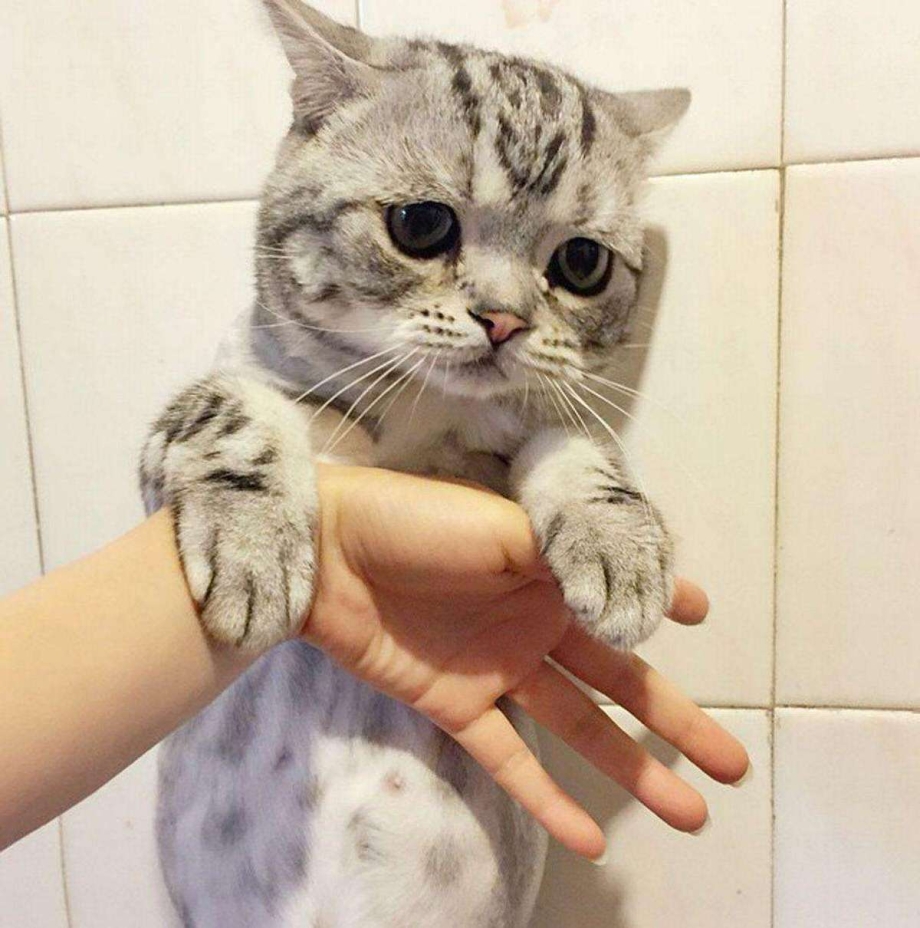 Котик со слезами