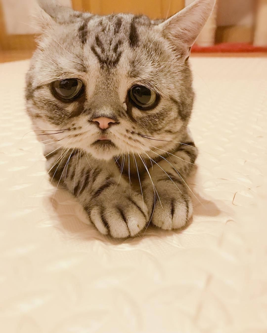 Грустная кошка