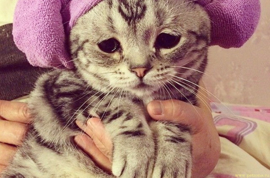 Милые грустные котики