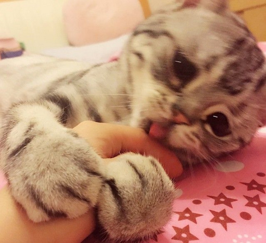 Кошка пессимист Луху