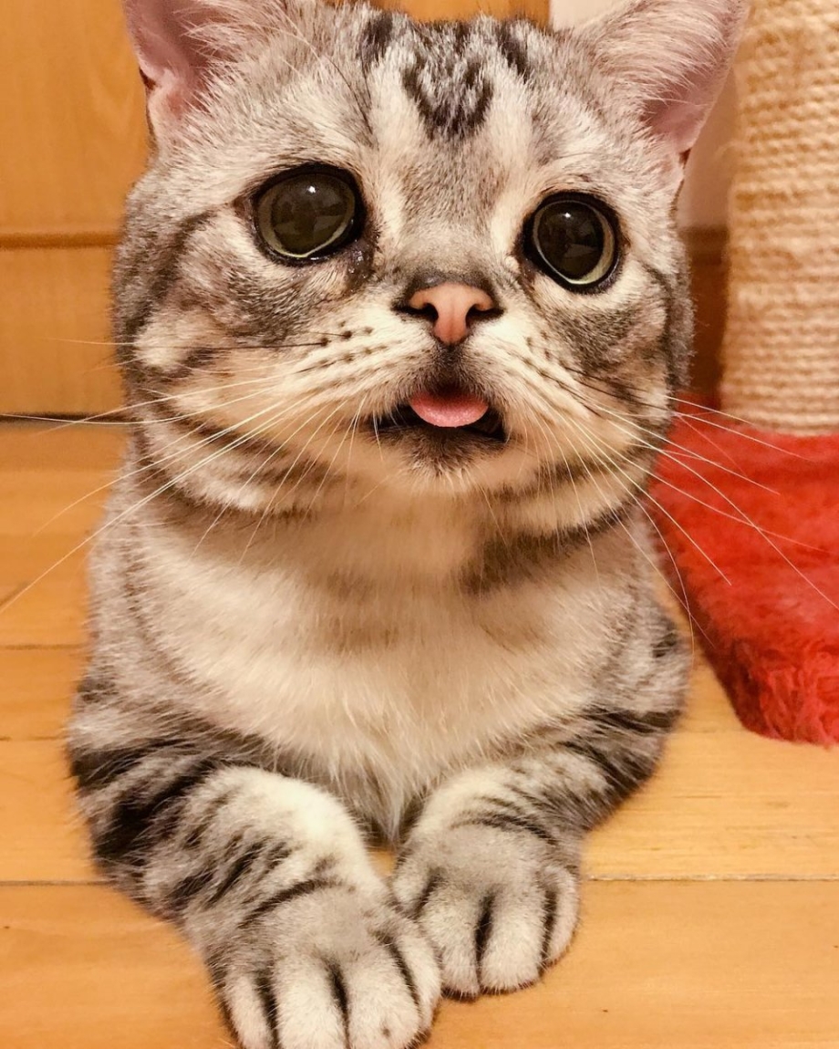 Грустный котик