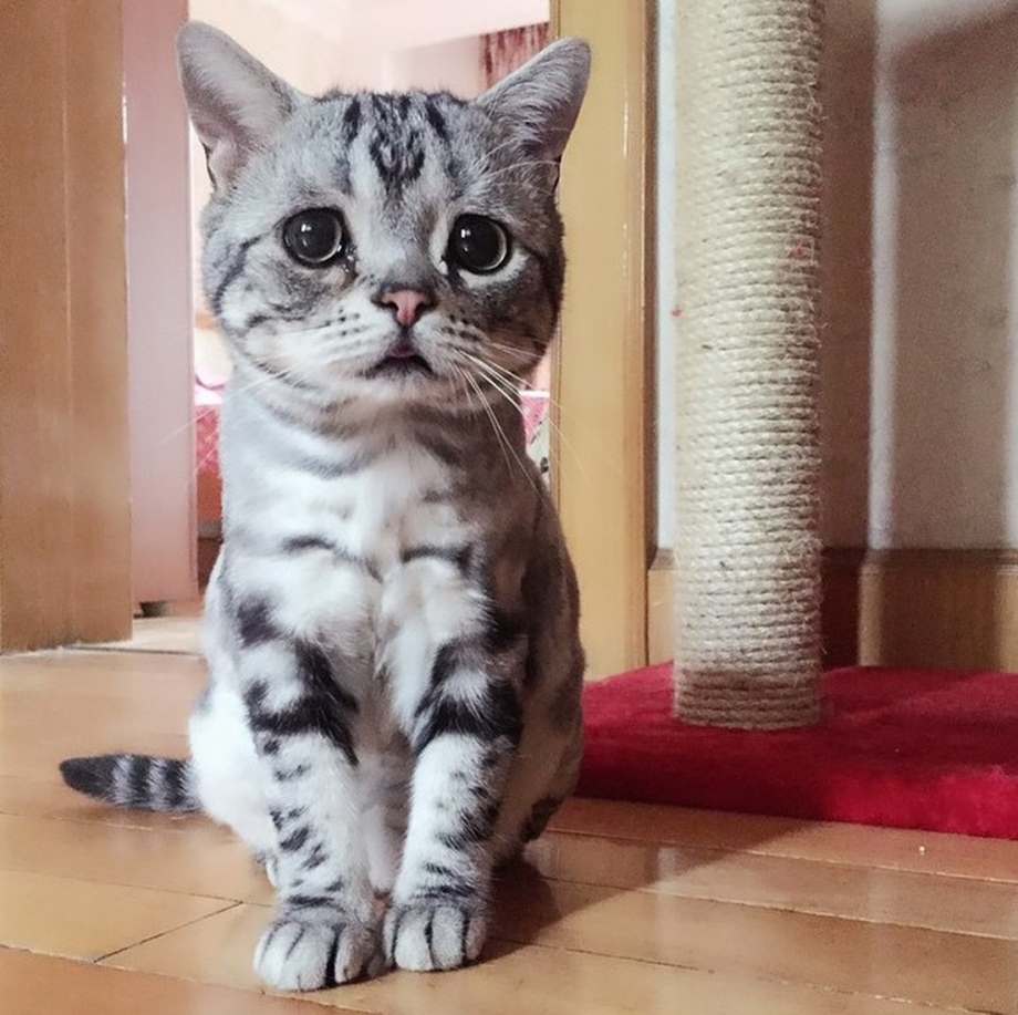 Луху самая грустная кошка в мире
