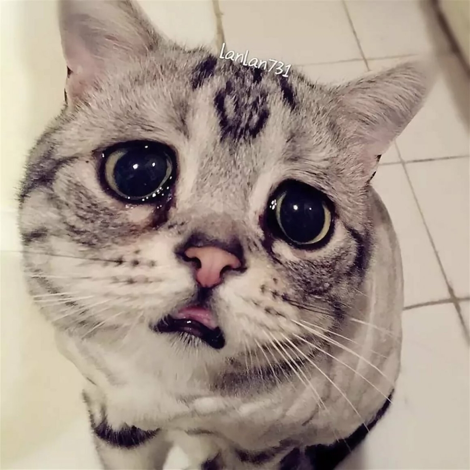Грустная кошка