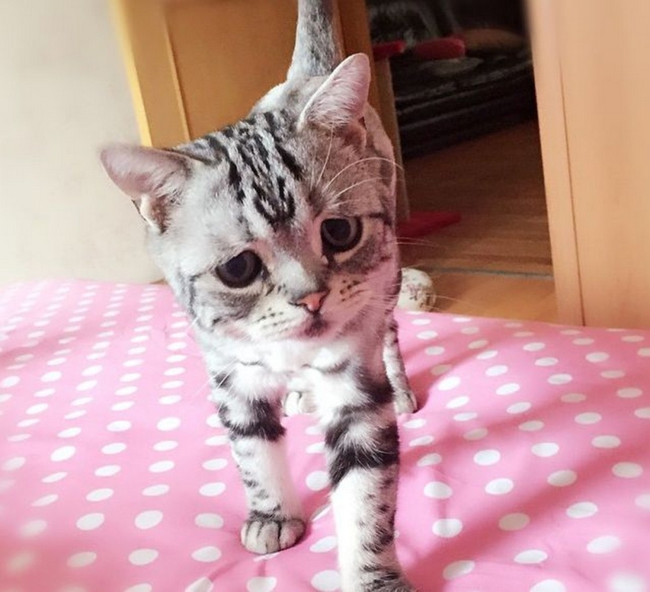 Самый грустный кот в мире