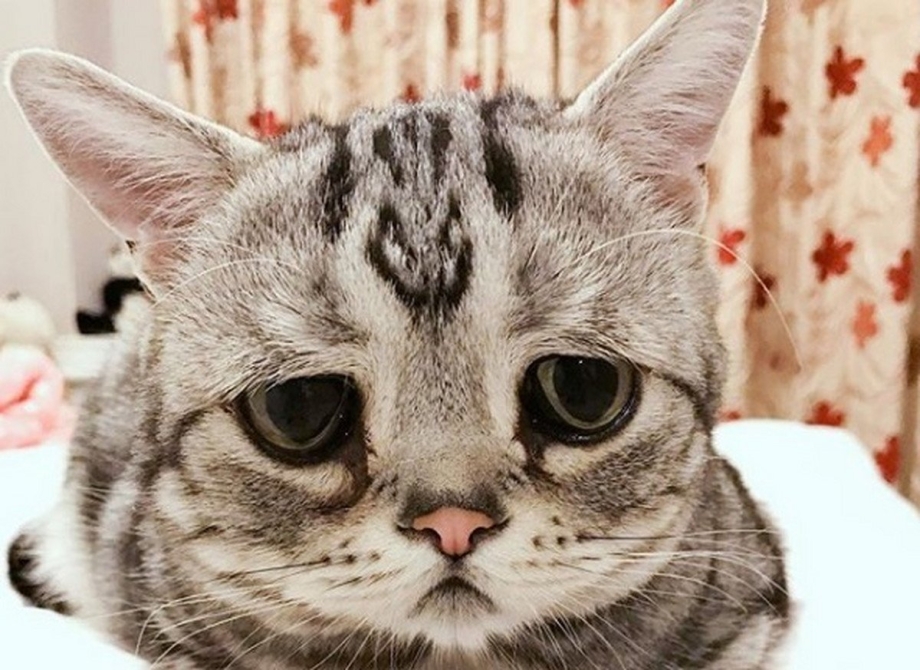 Луху кошка