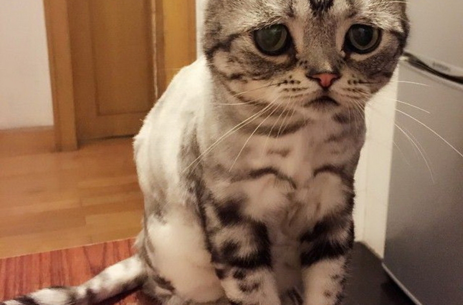 Грустная кошка