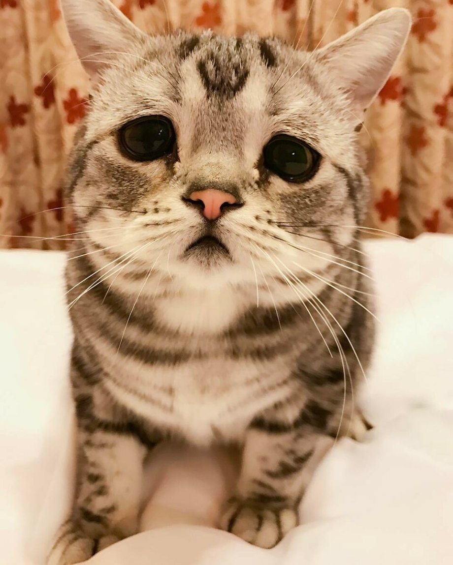 Грустный кот
