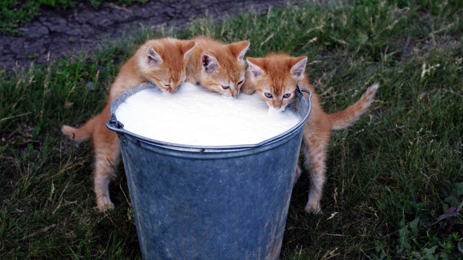 Котенок пьет молоко