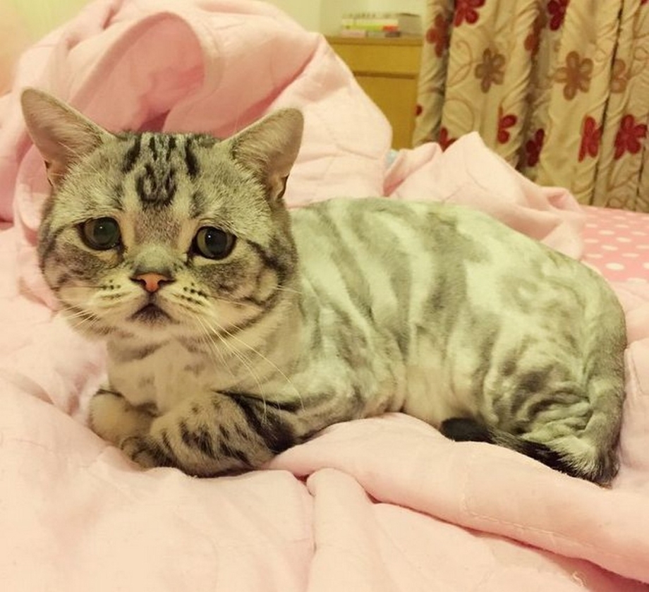 Кот Луху в сумке