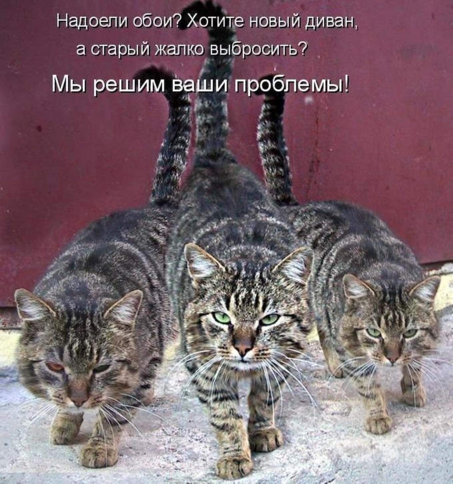 Смешные коты шутки