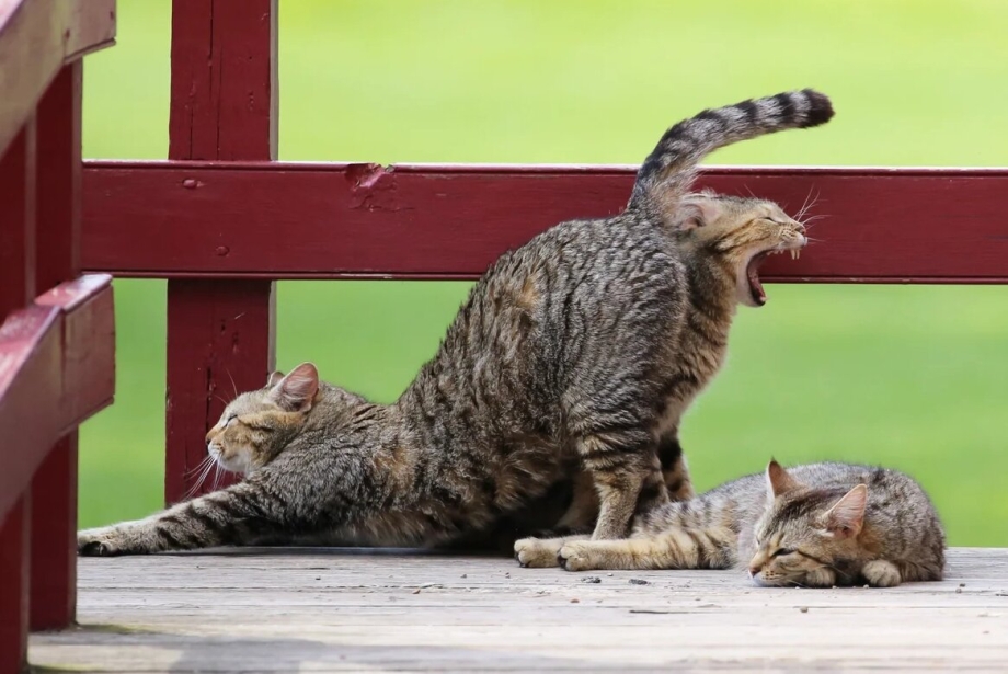 Удачные кадры с котами