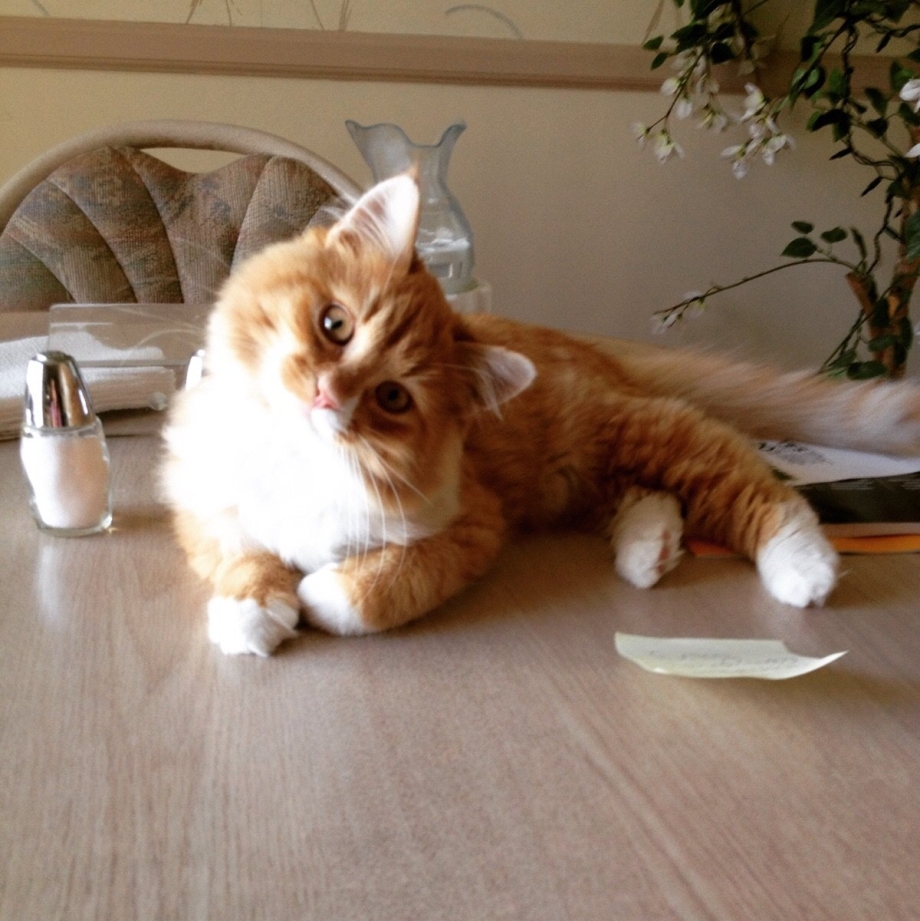 Котята для поднятия настроения