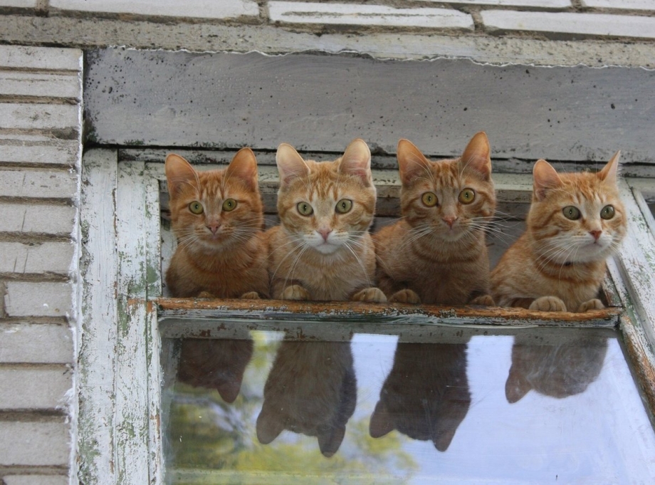 Четыре смешных кота