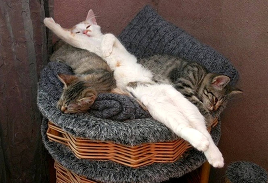 Кошка смешно спит